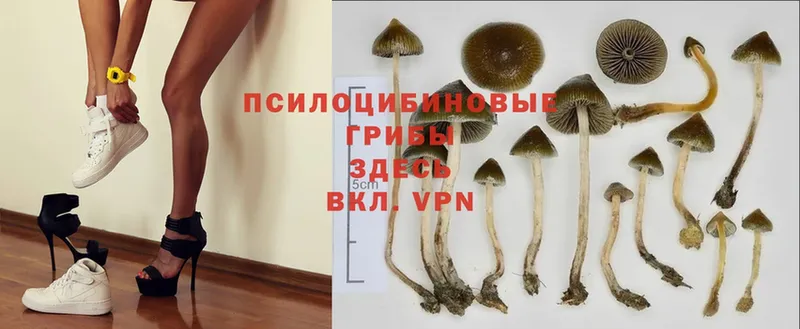 Псилоцибиновые грибы Magic Shrooms  blacksprut рабочий сайт  Курган 